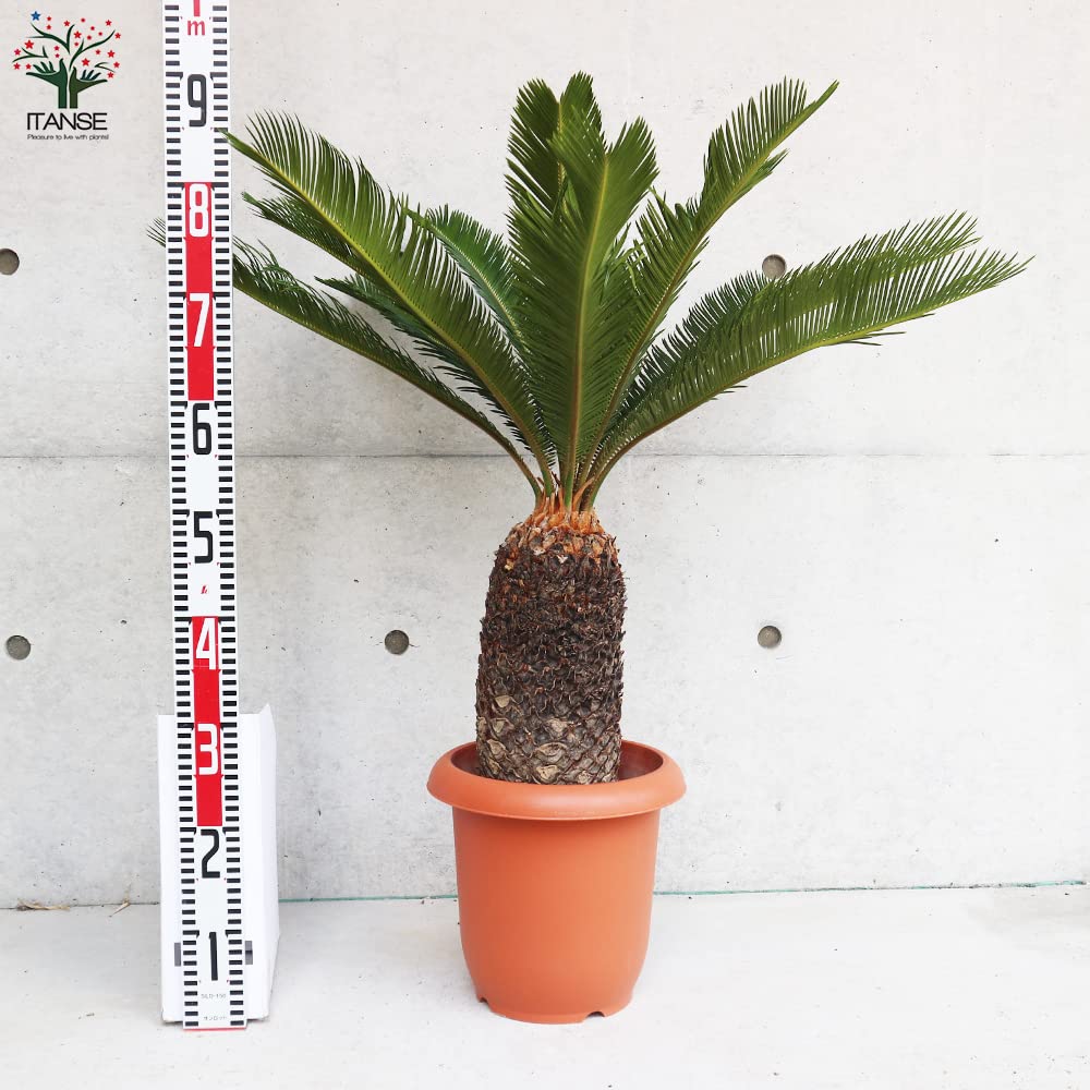 ソテツ【8】 現品】蘇鉄（ソテツ）8号 FW番